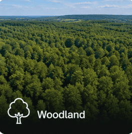 Woodland for sale UK — trees and forest land