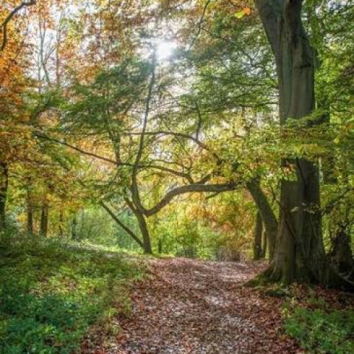 sell your woodland your landstore